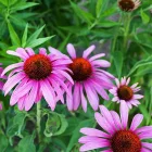  JAVALLAT®Echinacea