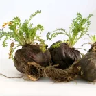  JAVALLAT®MACA